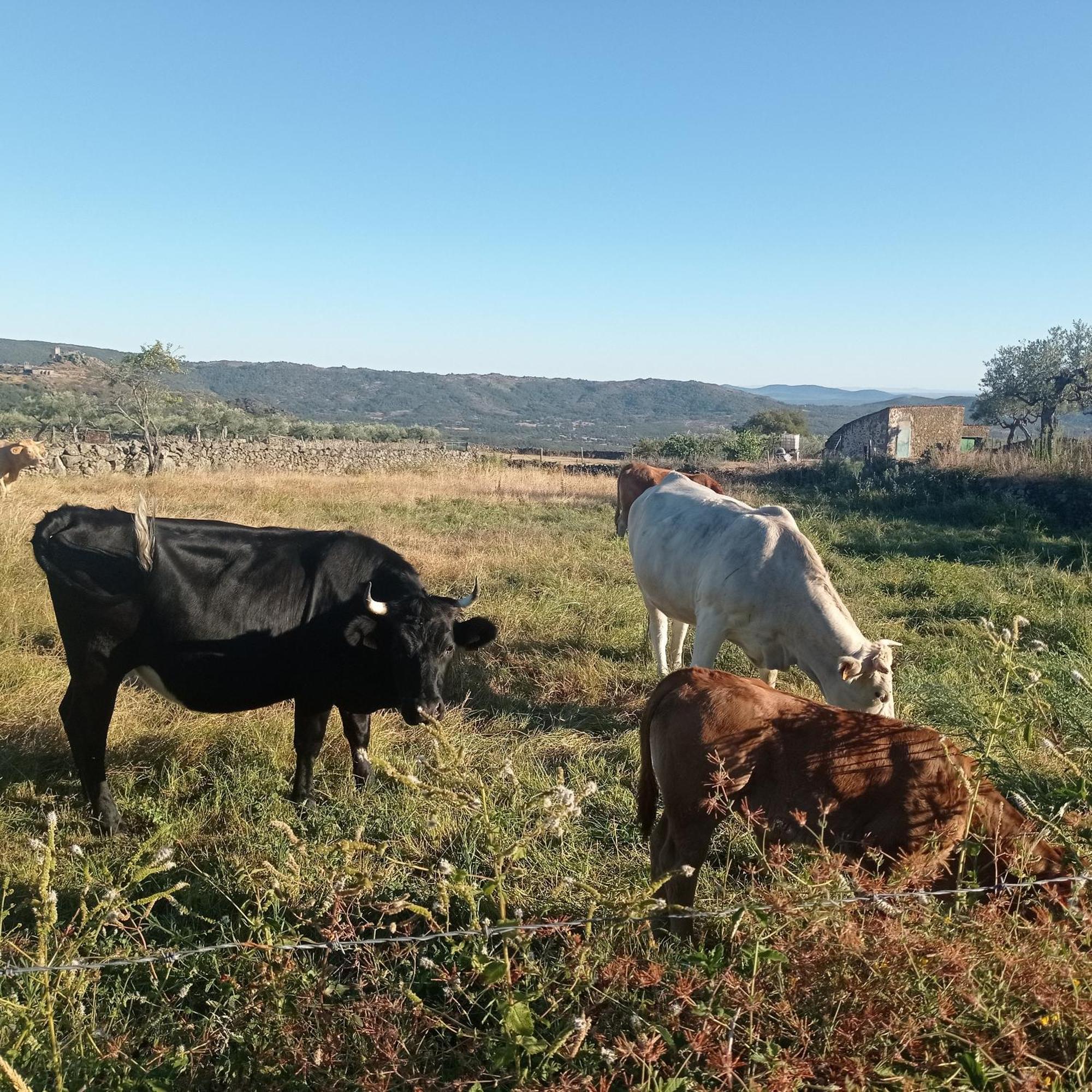 Casa Rural Vinas Perdidas Béjar Zewnętrze zdjęcie